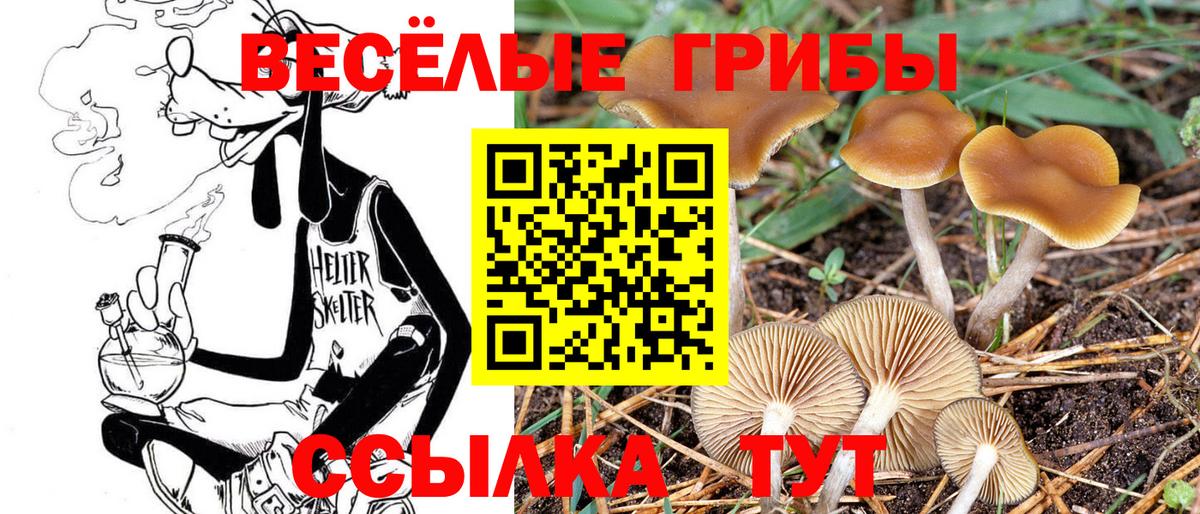 Холмск  Псилоцибиновые грибы прущие грибы  купить  цена  Вход с VPN  Псилоцибиновые грибы GOLDEN TEACHER 