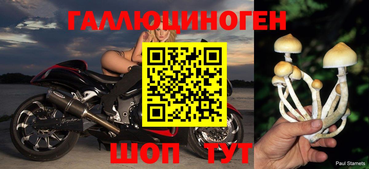 Галлюциногенные грибы Psilocybe Холмск
